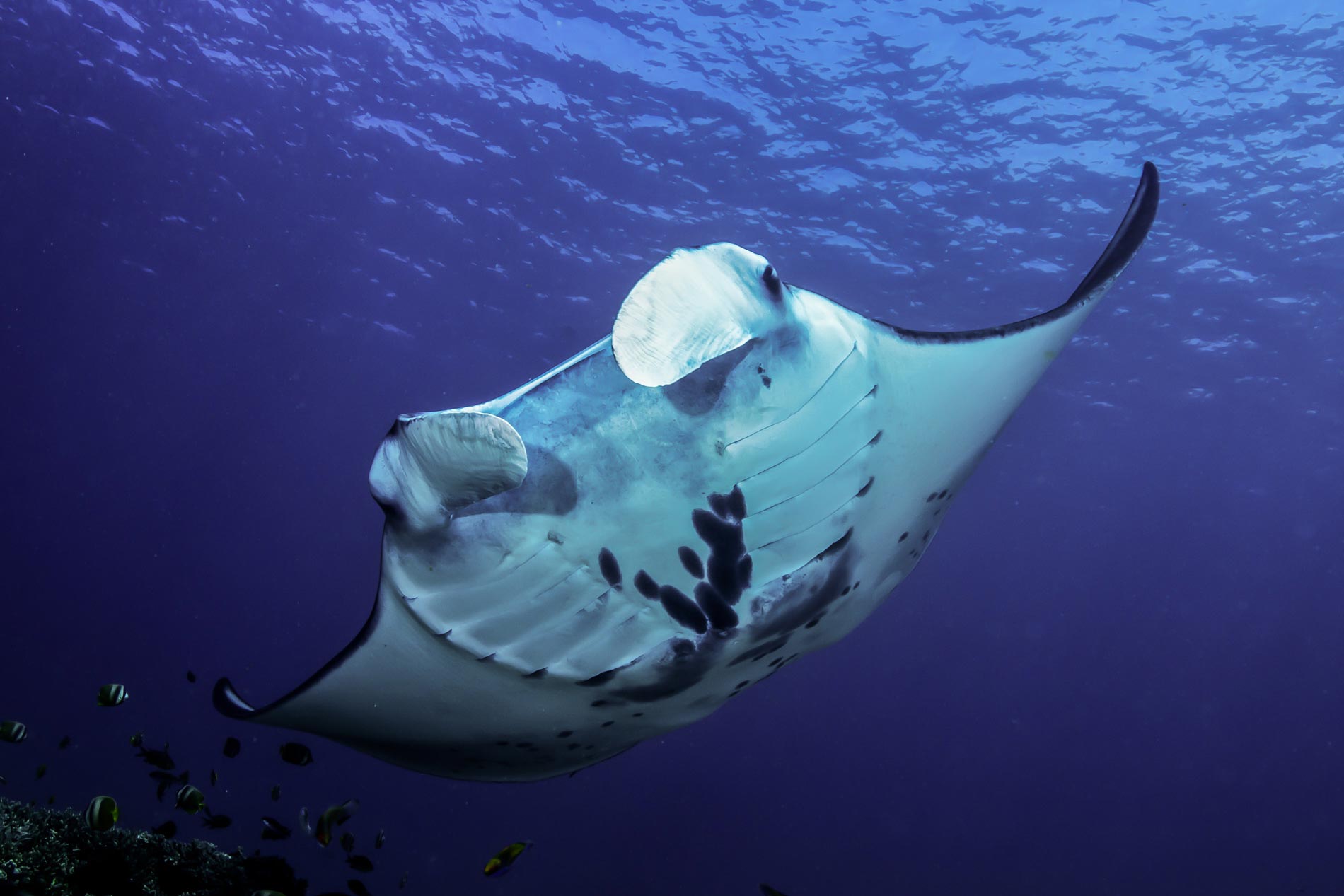 Mantarochen in Komodo