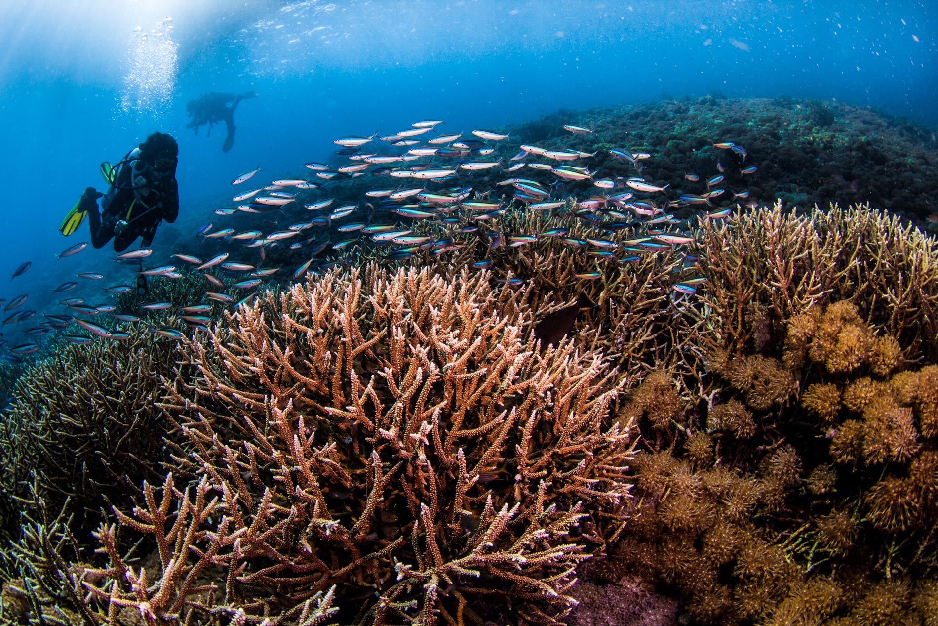 Tauchen Komodo | Komodo Dive Center